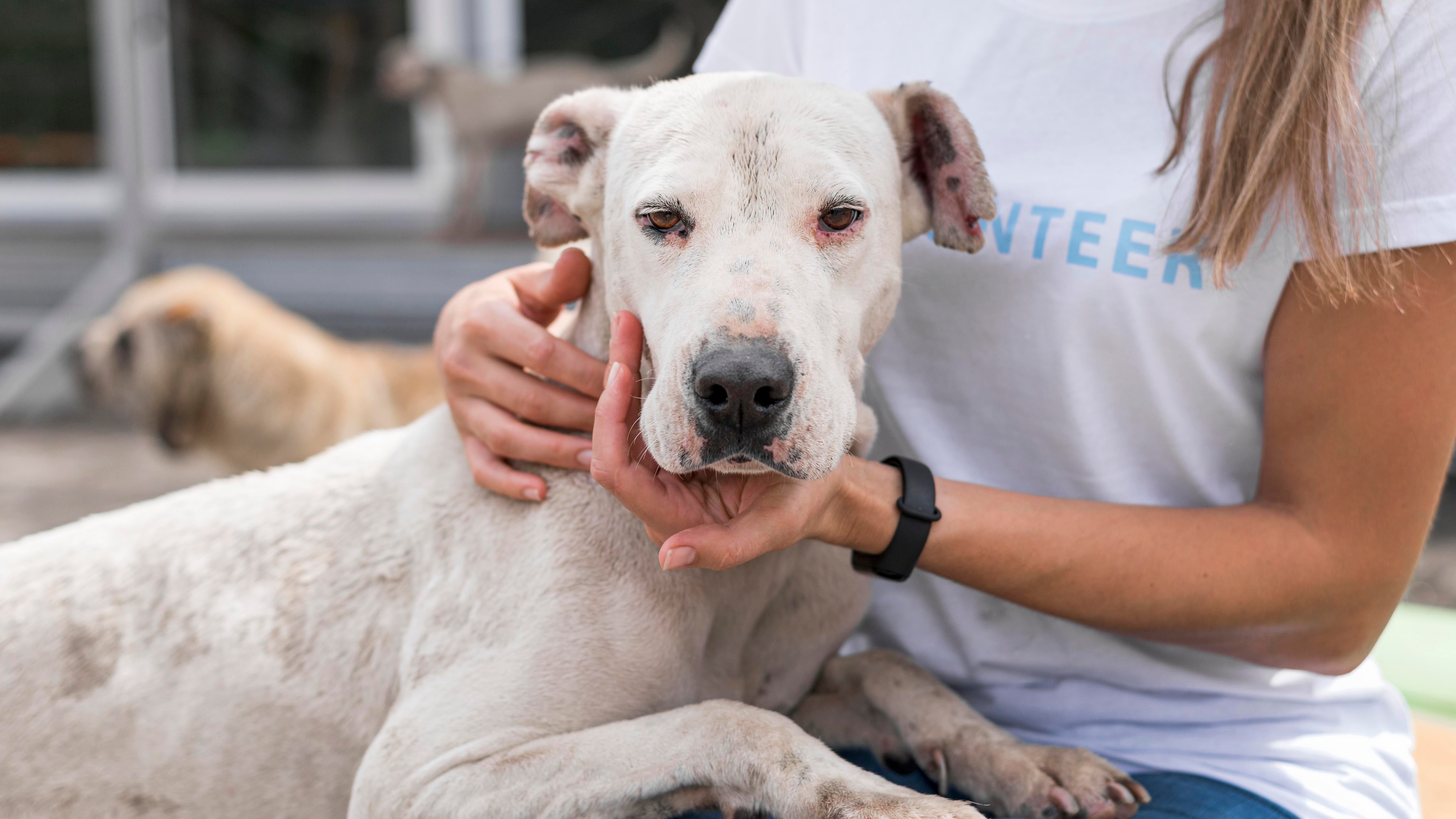 files/cute-dog-shelter-being-held-by-woman.jpg