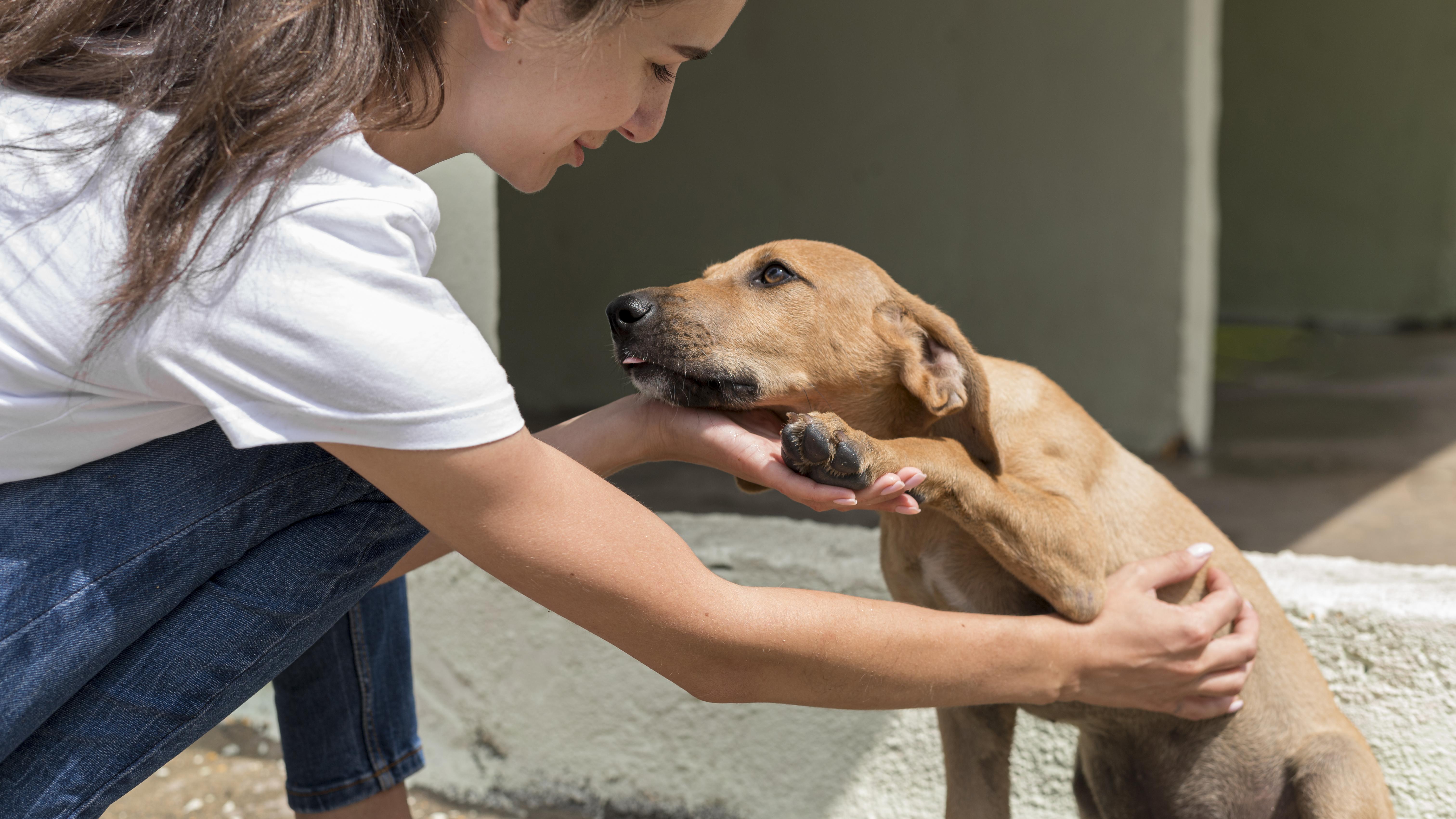files/rescue-dog-enjoying-being-pet-by-woman-shelter.jpg