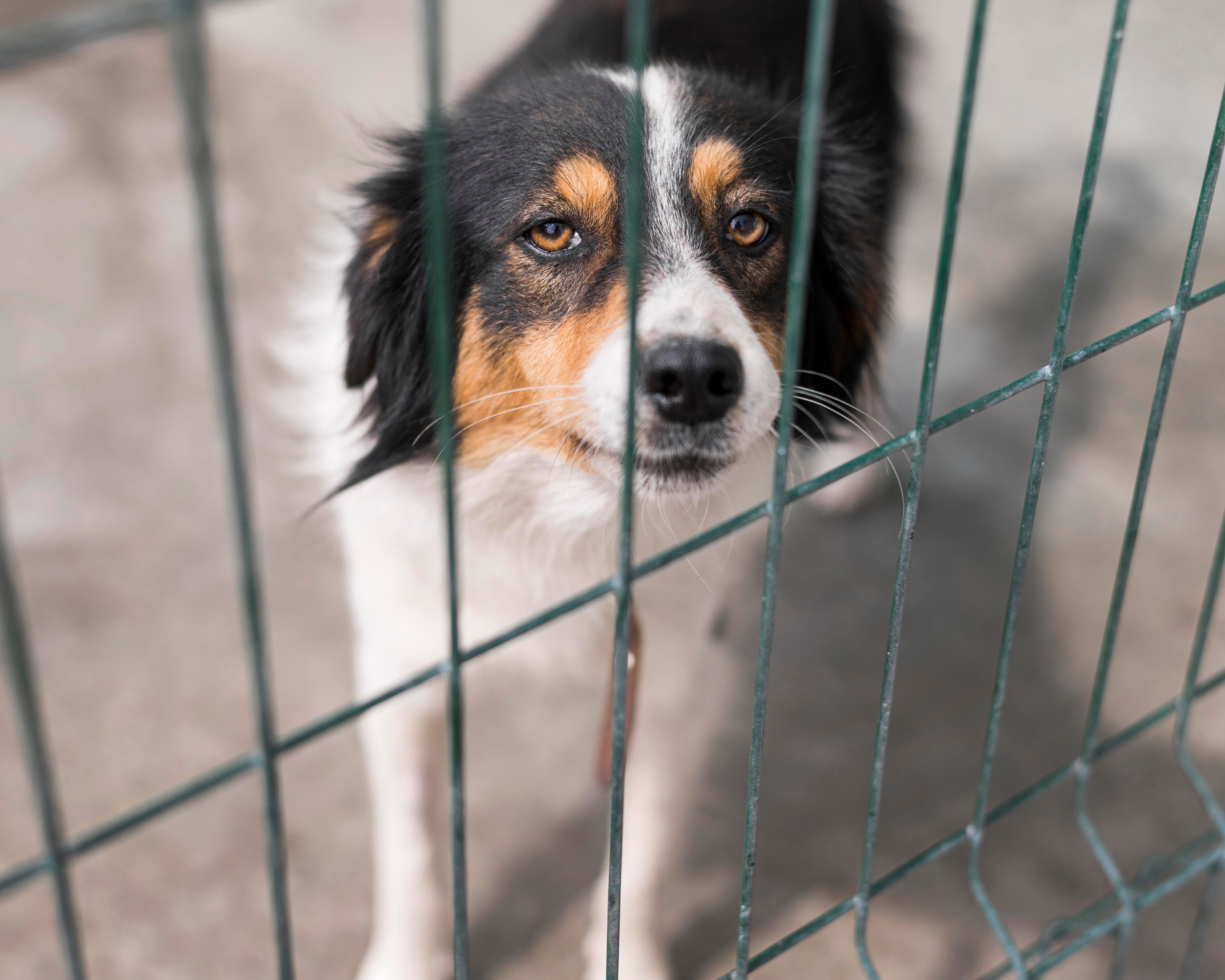 files/sad-rescue-dog-fence-adoption-shelter.jpg